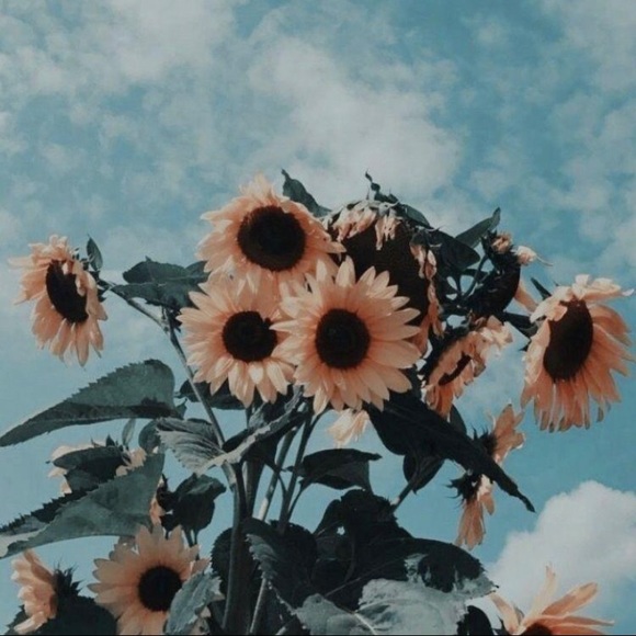 Meet your Posher, Kylee - Picture 1 of 1